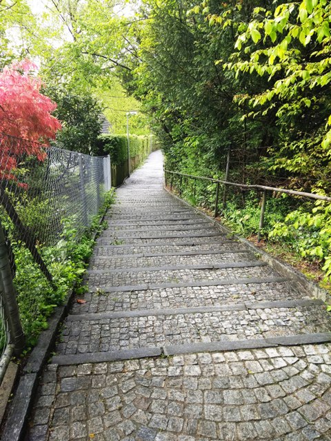 The entry to the forest ...