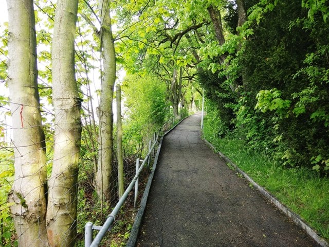 A walk into the forest continues ...