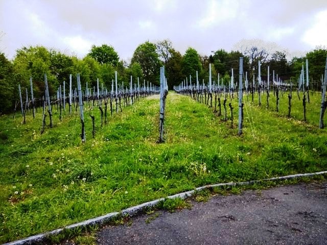Beautiful vineyards in the making...