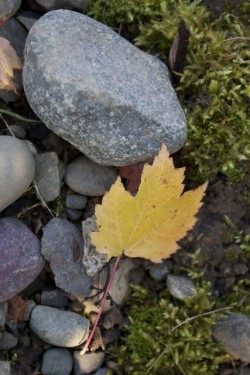 ISRAEL: It Takes Courage To Let Go & Not Control