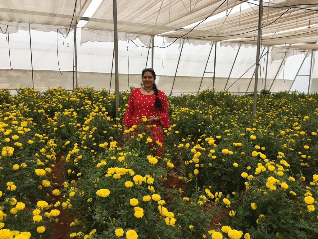 ASIA: Colorful Roses From South India Spread Fragrance Around the Globe